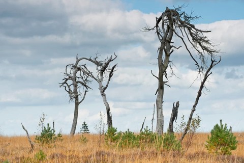 Dead scots pine