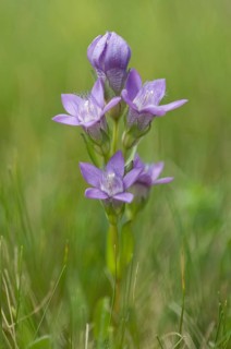 Chiltern gentian