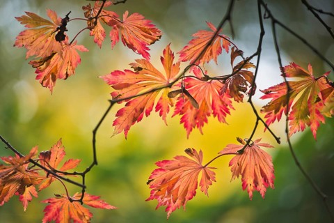 Fullmoon maple