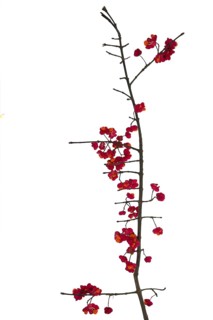 Flowers on spindle bush