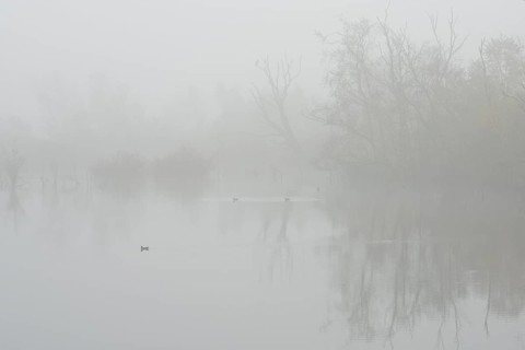 Fog in the Moor