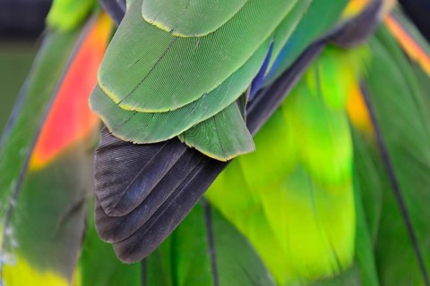 Blue-fronted amazon
