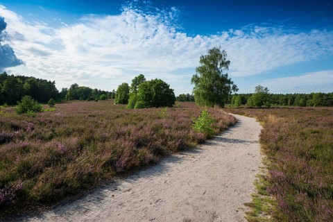 Flowering heath and hiking trail
