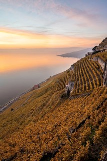Vineyards in autumn near Chexbres