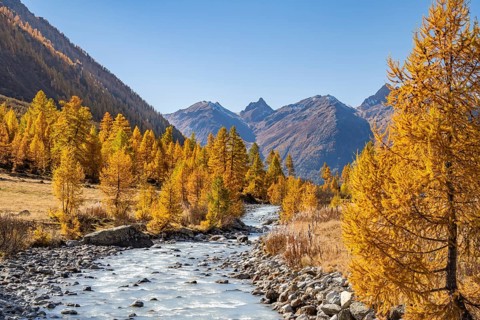 River Lonza with autumn larches