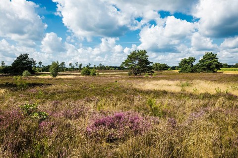 Flowering heath