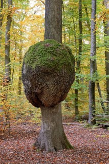 Oak