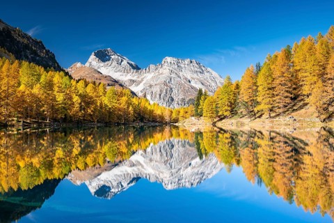 Autumn larch forest at Lake Palpuogna in front of a mountain panorama