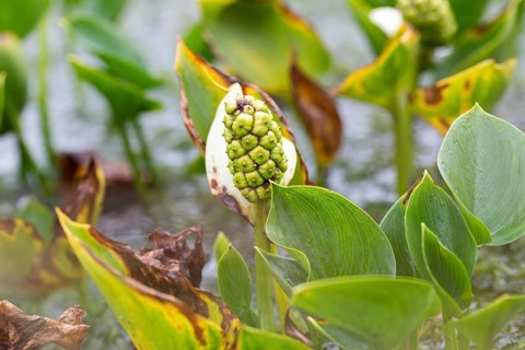 Bog arum