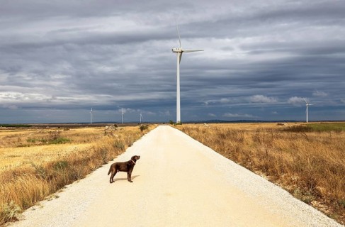 Dog in front of wind turbines on the Paramo de Masa plateau