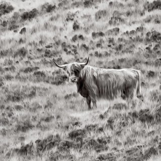 Scottish Highland Domestic Cattle