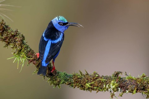 Turquoise Honeycreeper or Red-footed Honeycreeper