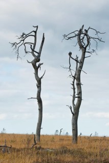 Dead scots pine