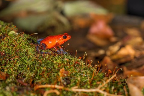 The strawberry poison-dart frog