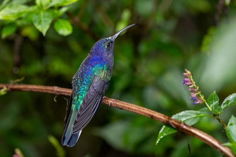 Violet Sabrewing