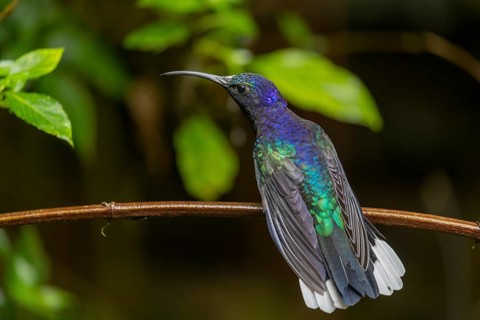 Violet Sabrewing