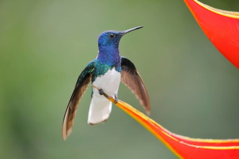 White necked jacobin