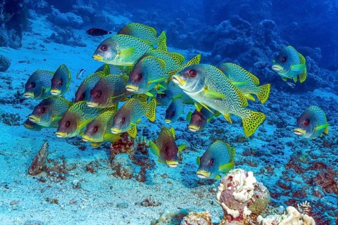 Shoal of blackspotted rubberlip