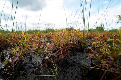 Oblong leaved sundew