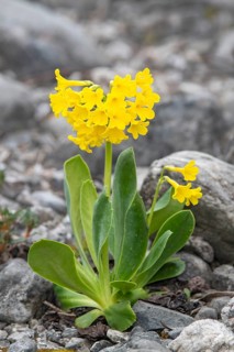 Auricula