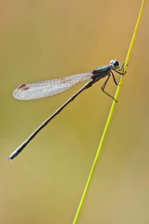 Willow Emerald Damselfly