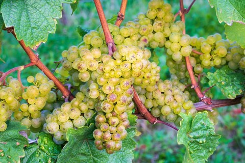 Grapes
