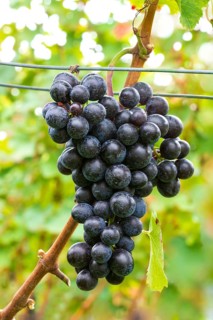 Blue grapes