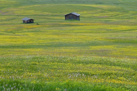 Alpine meadow