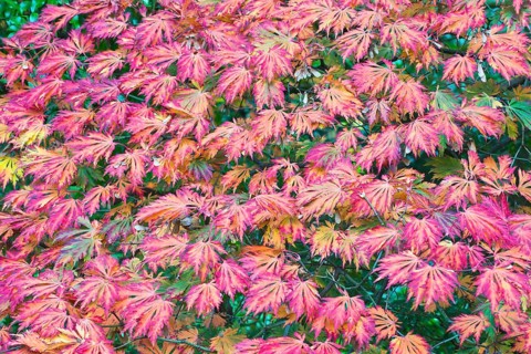 Fullmoon maple