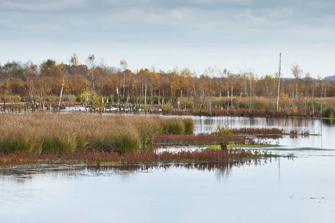 Autumn moorland