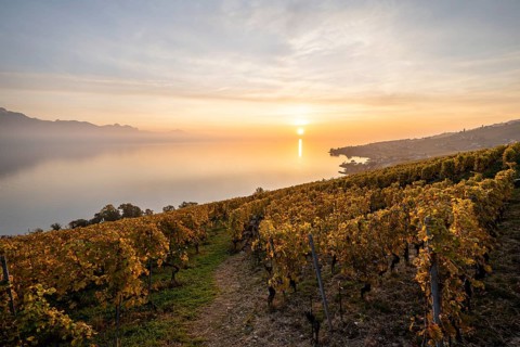View of vineyards and Lake Geneva from the winegrowing village of Epesses