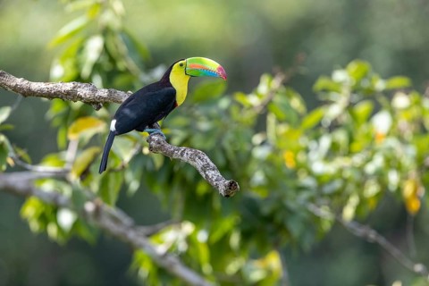 Fishing toucan also called Keel billed Toucan