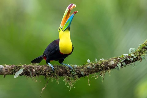 Fishing toucan also called Keel billed Toucan