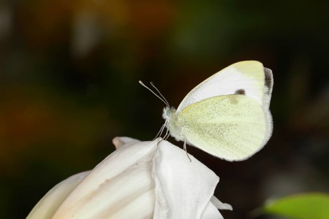 Small white