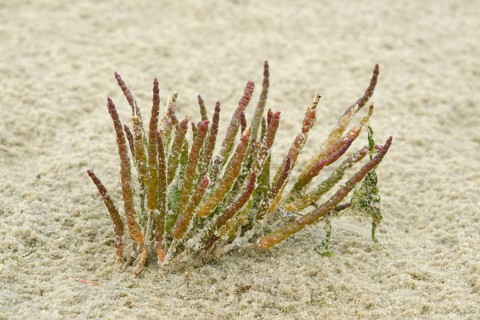 Glasswort