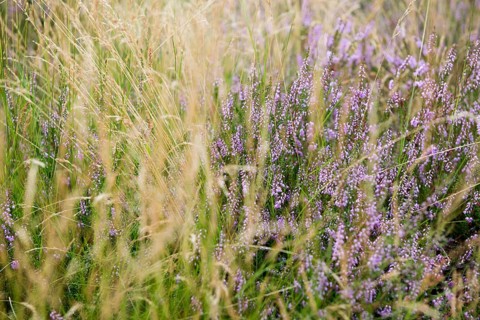 Blooming Heath