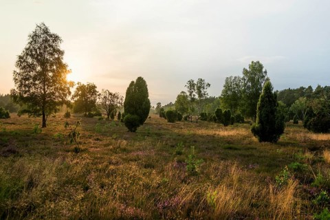 Flowering heath and juniper