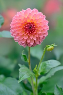 Decorative dahlias
