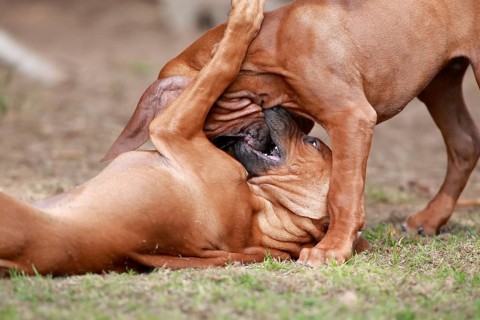 Rhodesian Ridgeback