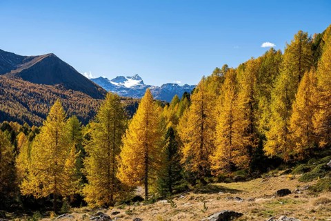 Autumn larch forest off Pizzo Scalino