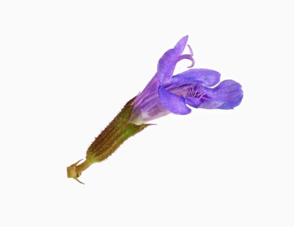 Ground ivy