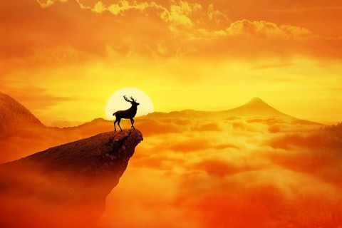 Silhouette of a lonely deer