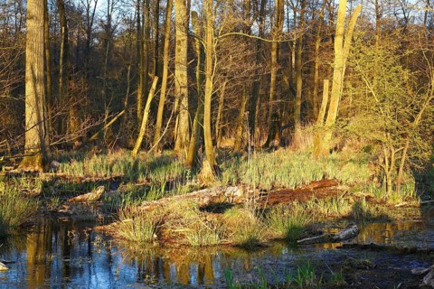 Flooded softwood forest
