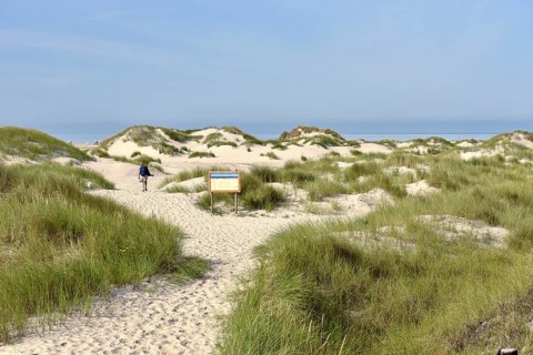 Foredunes at the beach section Nebel