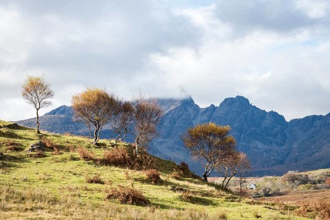 Trees and landscape