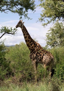 Giraffe