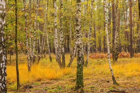 Autumn in the birch forest