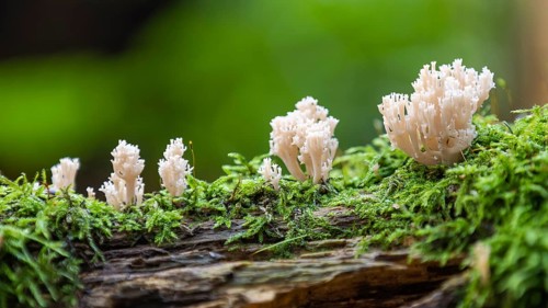 Coral fungus on deadwood