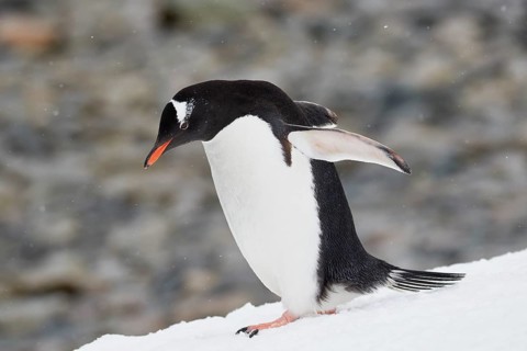 Gentoo penguin