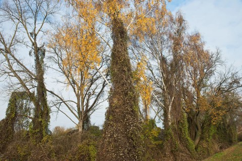 Warty birch